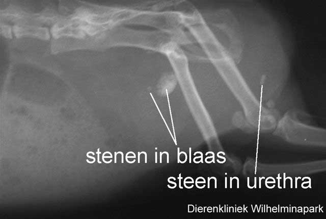 De steen wordt met een r�ntgenfoto in beeld gebracht.